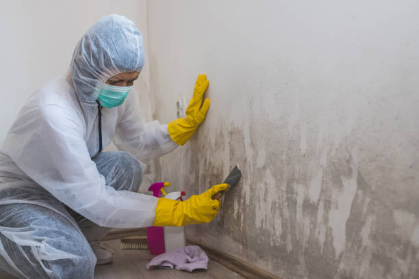 Best Environmental Consulting for Mold Prevention  in Green Knoll, NJ